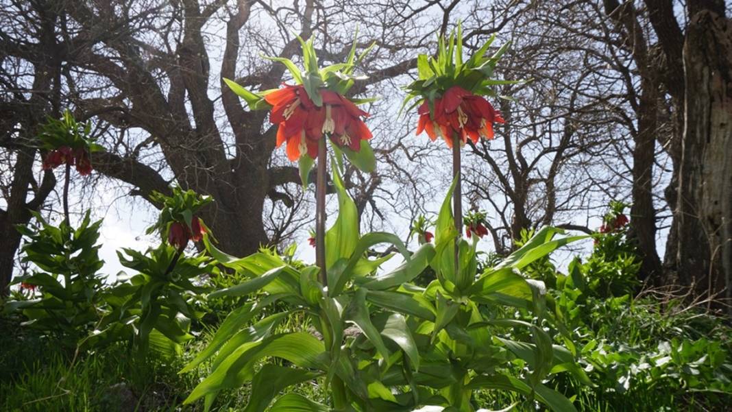 Bu insanlar neye bakıyor? Gece-gündüz nöbet tutuyorlar, ilk kez görenler şaştı kaldı! 26